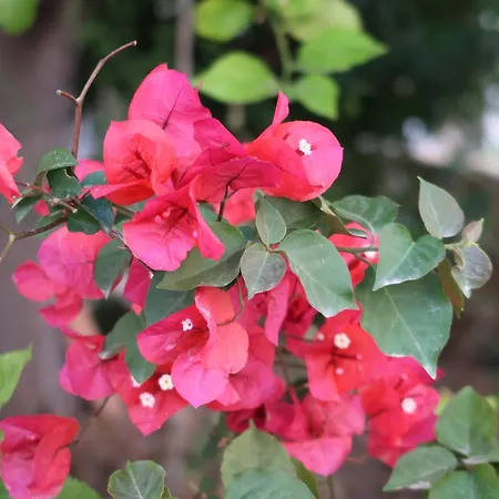 別荘 Sunbeam Retreat ハニア