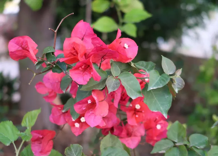 Holiday home Sunbeam Retreat Chania (Crete)